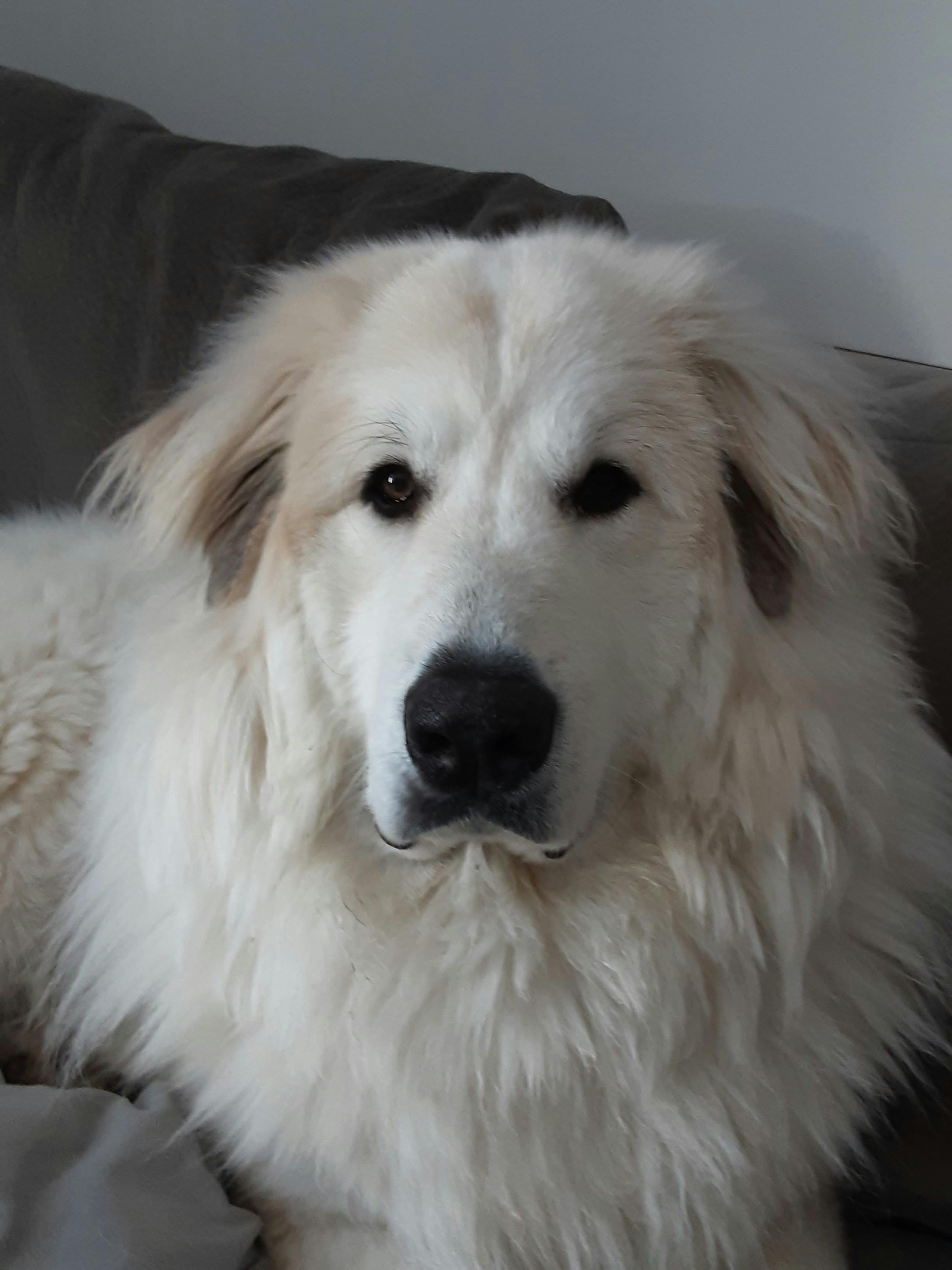 leash training great pyrenees