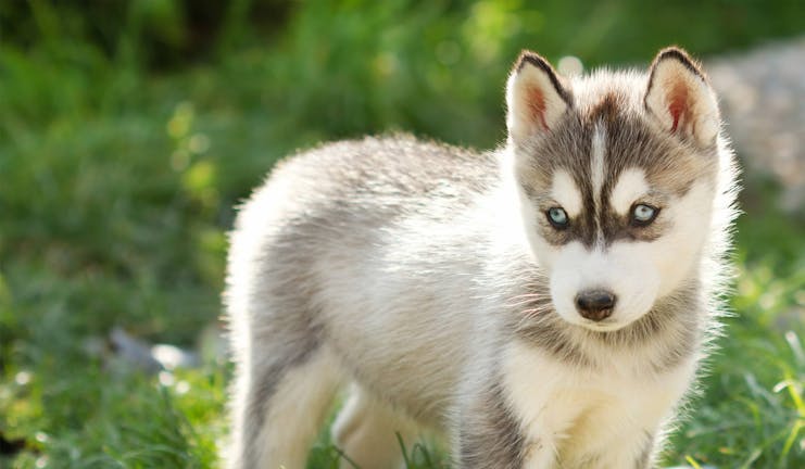 How to Leash Train a Husky Puppy