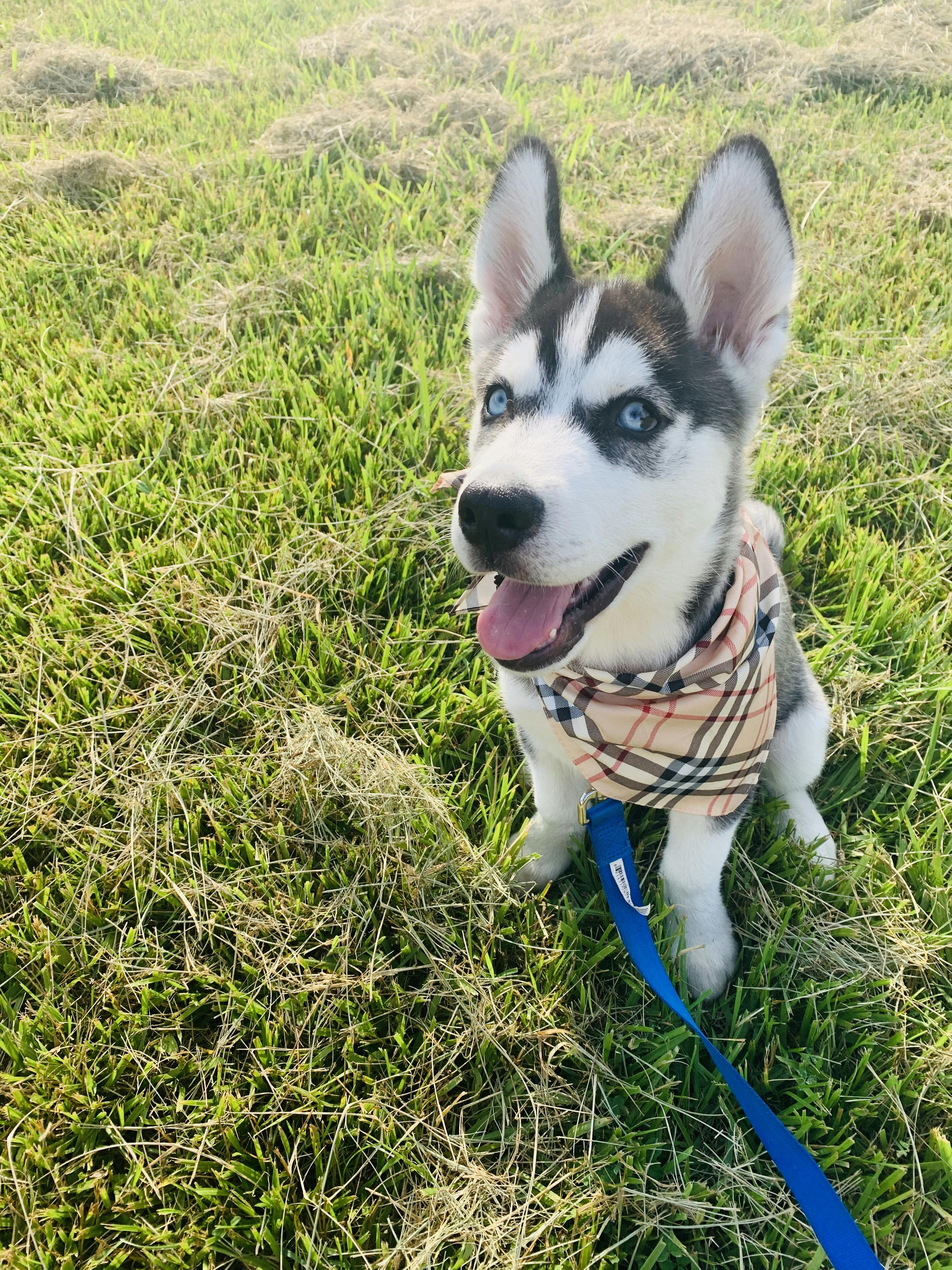 leash training a husky puppy