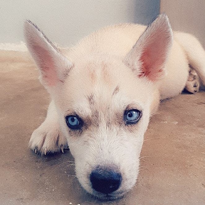 how to leash train a husky puppy