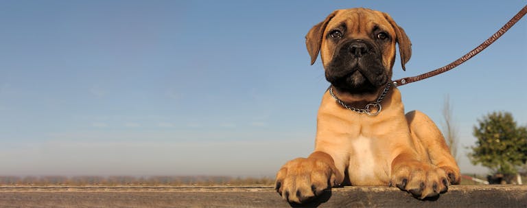 How to Leash Train a Mastiff Puppy