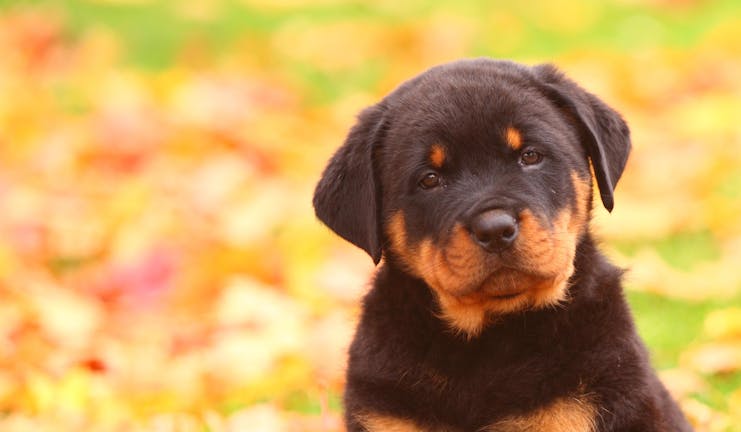 How to Leash Train a Rottweiler Puppy
