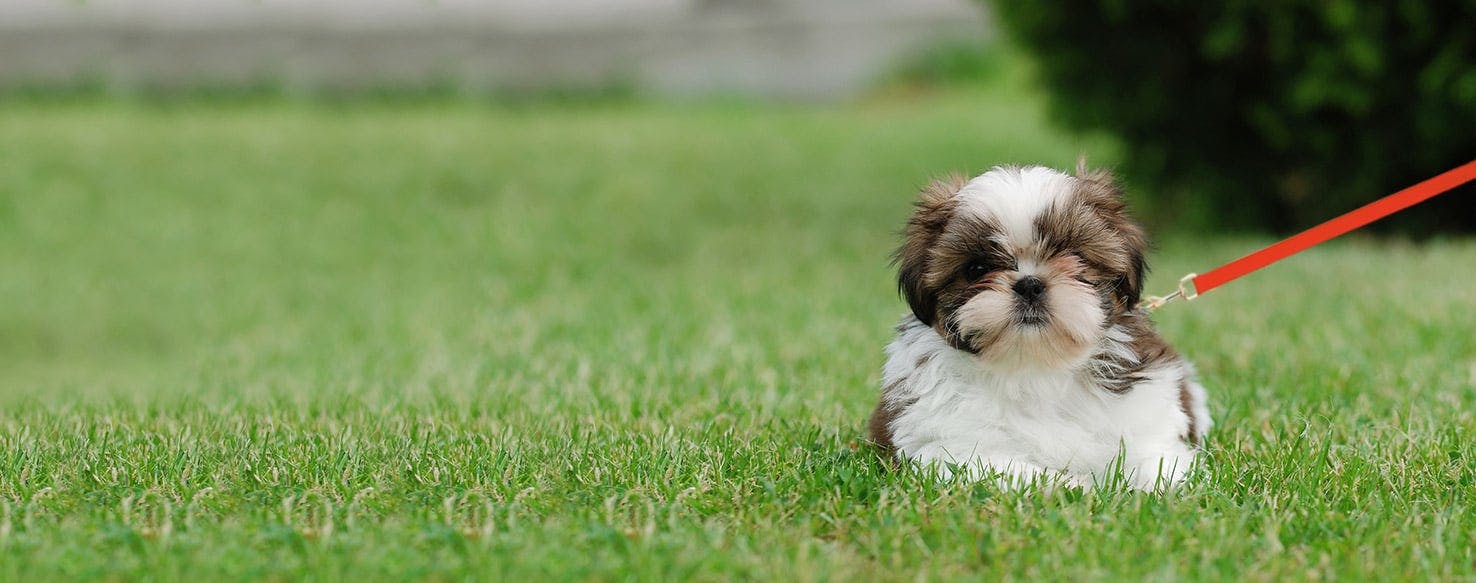 how much exercise does a shih tzu dog need