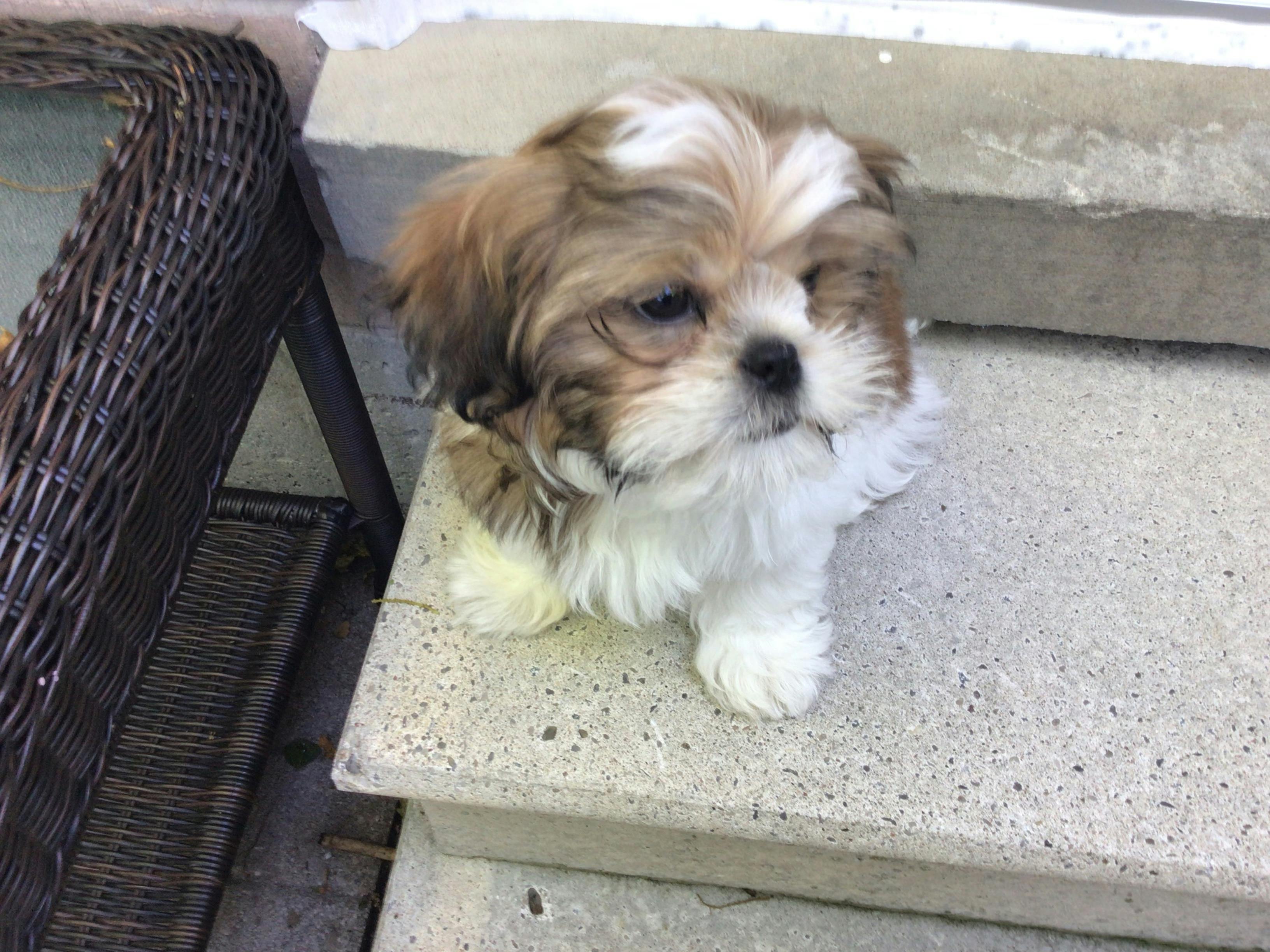 leash training shih tzu puppy