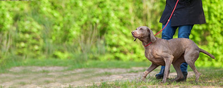 How to Leash Train a Weimaraner