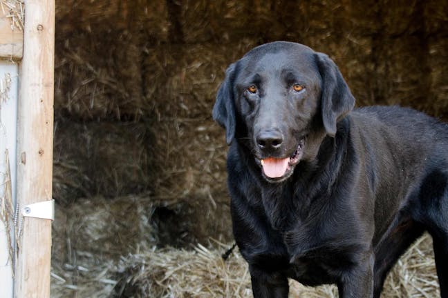 How to Train Your Barn Dog to Leave It