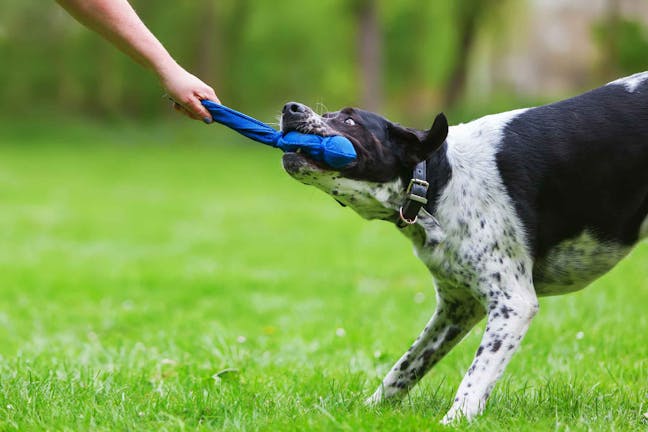How to Train Your Dog to Let Go How to Train Your Dog to Let Go