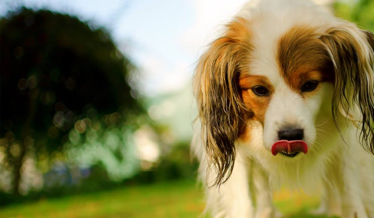 How to Train Your Dog to Lick His Lips