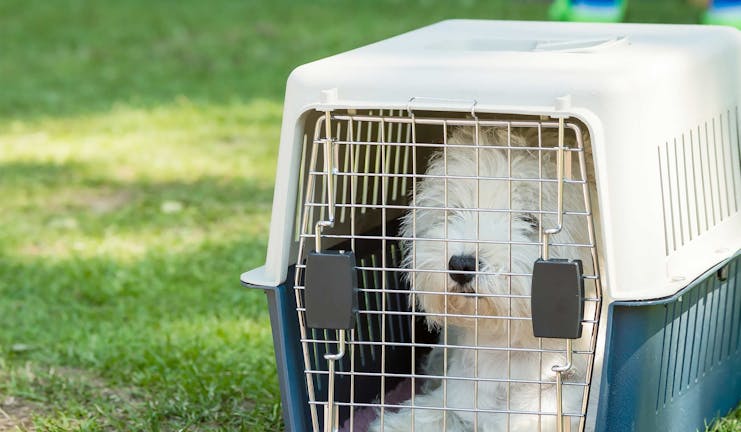 How to Train Your Small Dog to Like a Crate