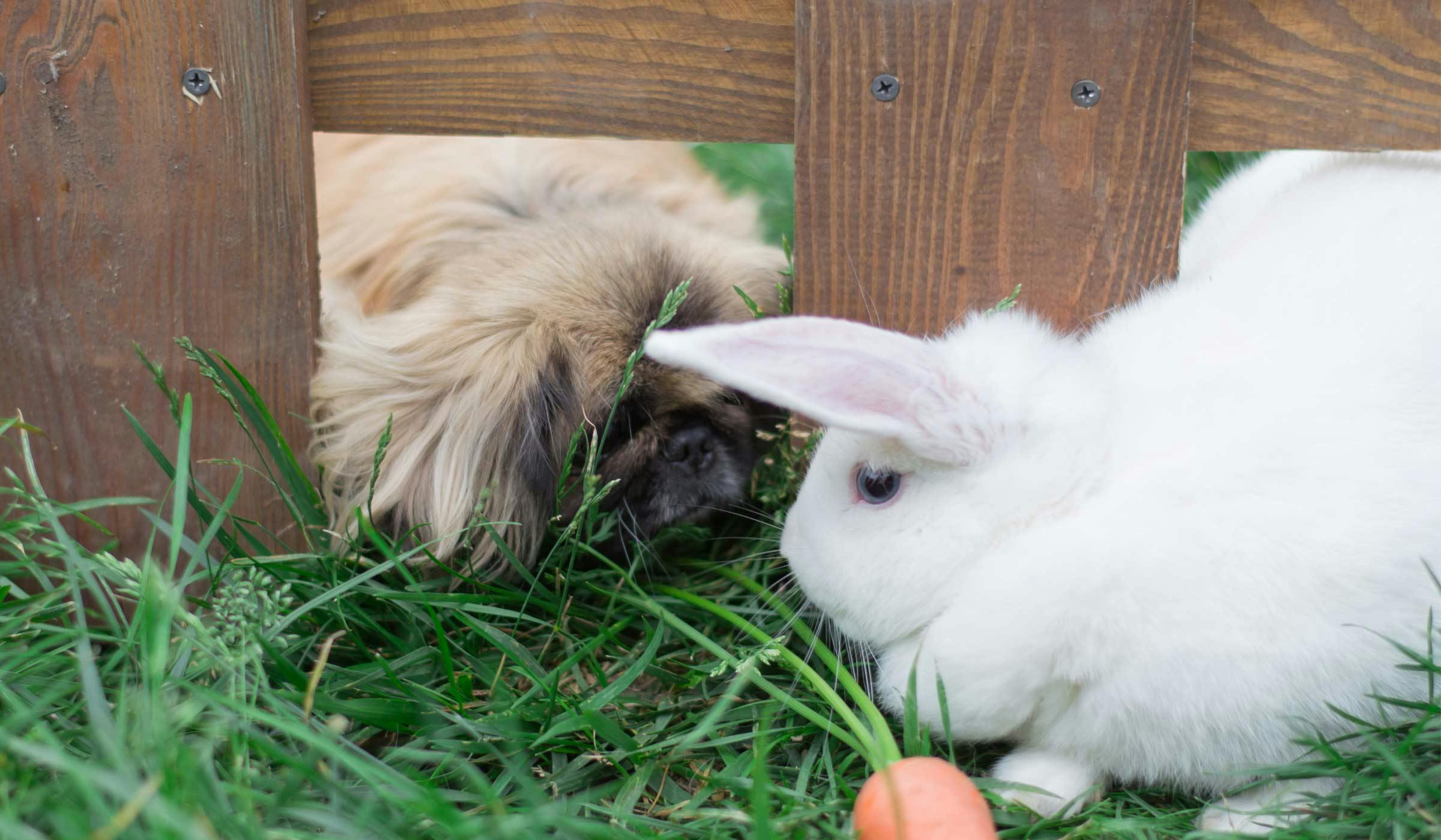 how to train a dog not to attack rabbits