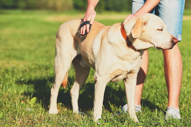 How to Train Your Dog to Like Brushing How to Train Your Dog to Like Brushing