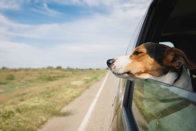 How to Train Your Dog to Like Car Rides