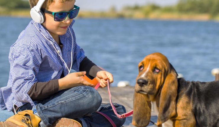 How to Train Your Basset Hound Dog to Listen
