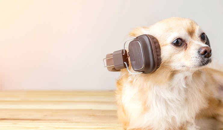 How to Train Your Chihuahua Dog to Listen