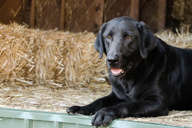 How to Train Your Barn Dog to Long Down