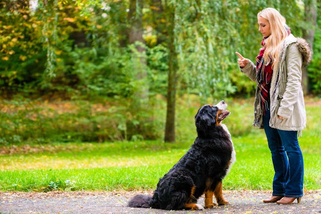 How to Train Your Deaf Dog to Look at You