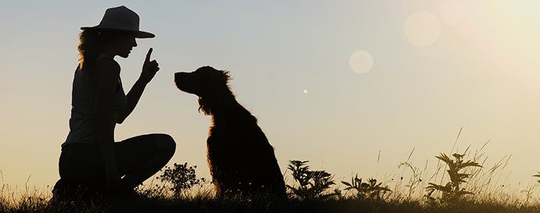 Assistant method for How to Train Your Dog to Make an Emergency Stop