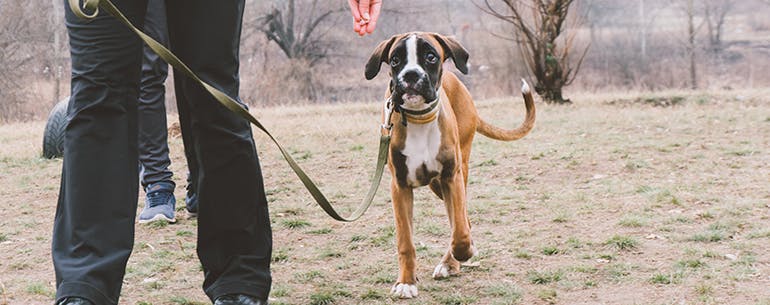 Long Lead method for How to Train Your Dog to Make an Emergency Stop