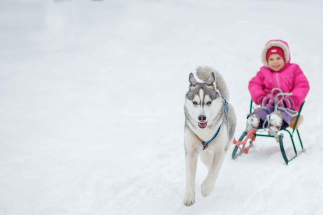 How to Train Your Dog to Mush