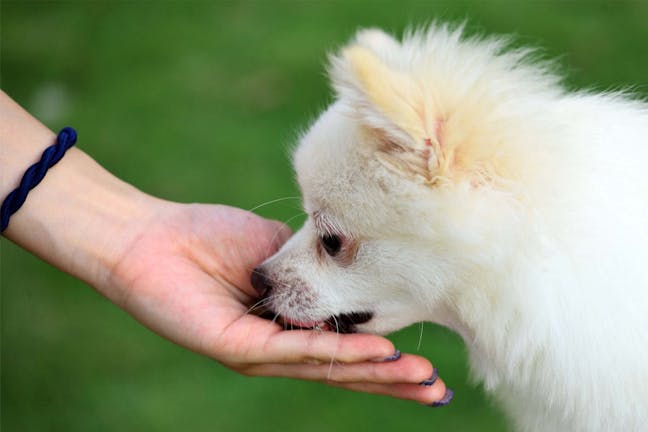 How to Train Your Dog to Not Accept Food from Strangers