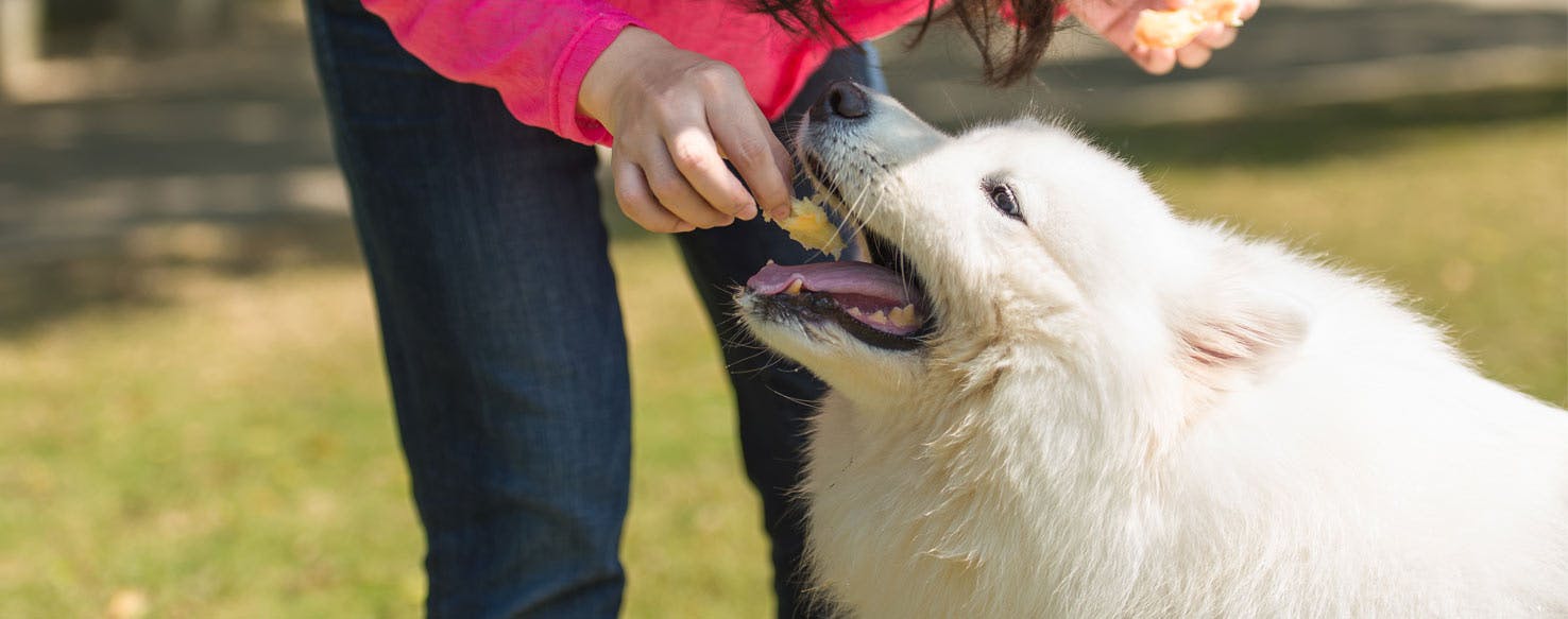 Eye Contact Reward method for How to Train Your Dog to Not Accept Food from Strangers