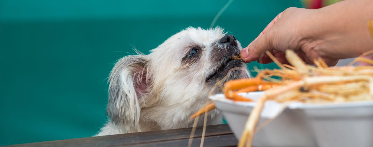 how do you train a dog not to eat food