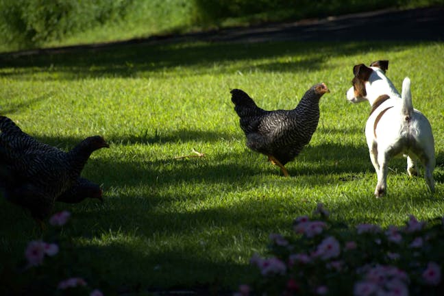 How to Train Your Dog to Not Attack Chickens