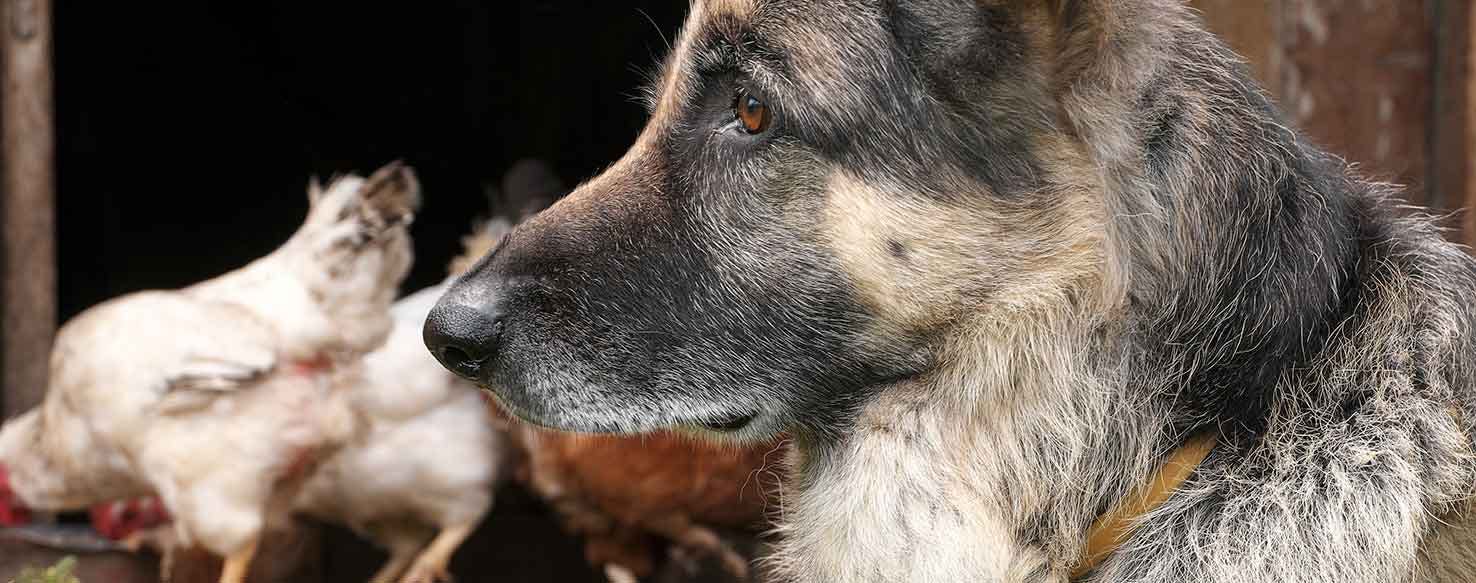 Restrain & Reward method for How to Train Your Dog to Not Attack Chickens