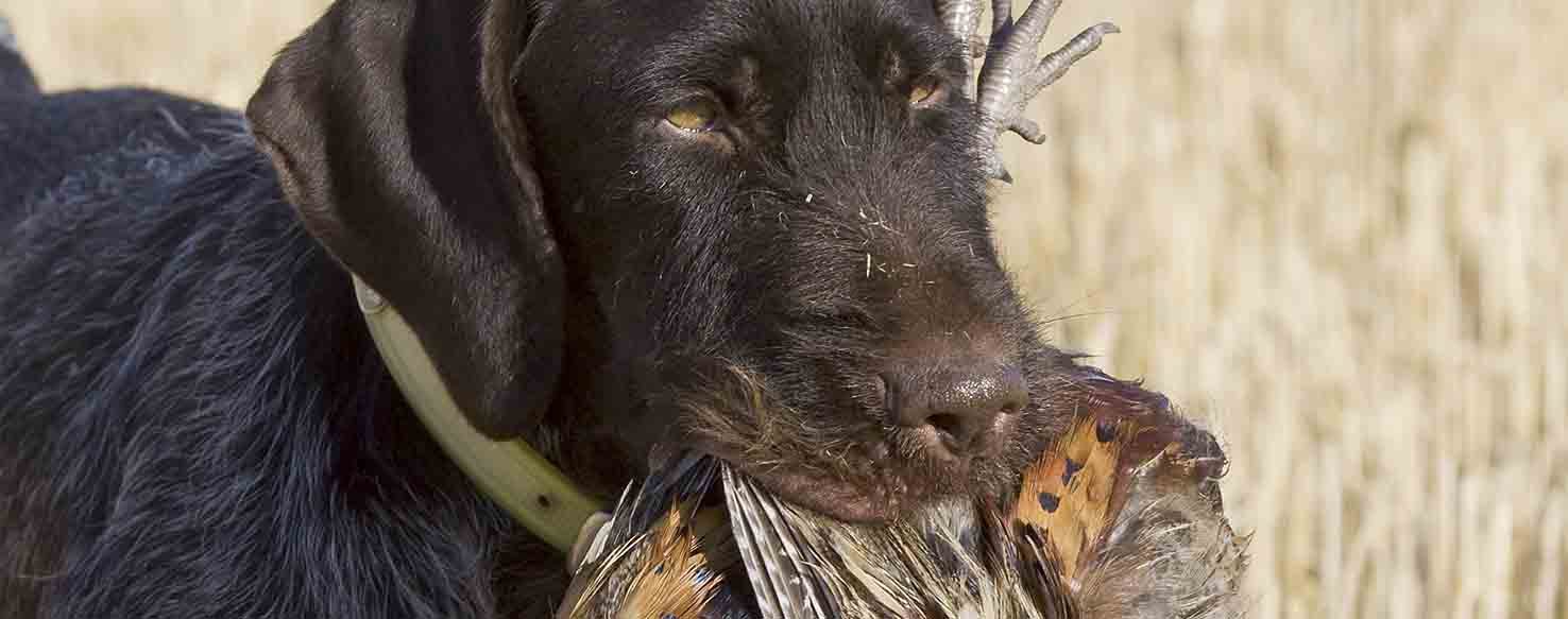 Drop method for How to Train Your Dog to Not Attack Chickens