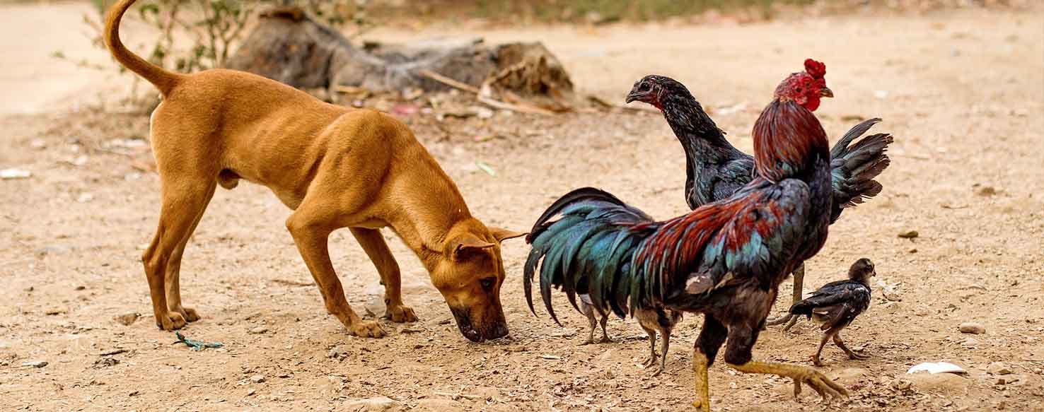 Stop & Pull method for How to Train Your Dog to Not Attack Chickens