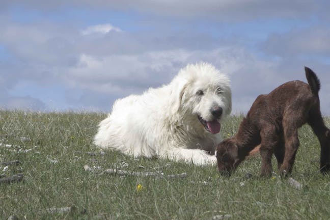 How to Train Your Dog to Not Attack Goats