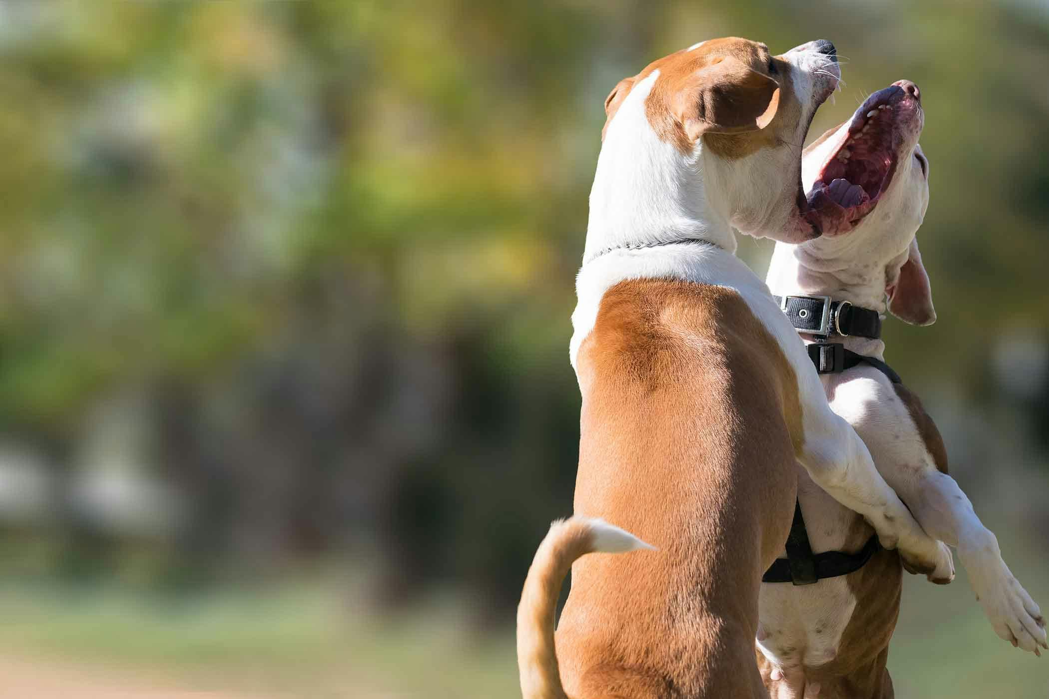 Dog attacking hot sale other dog