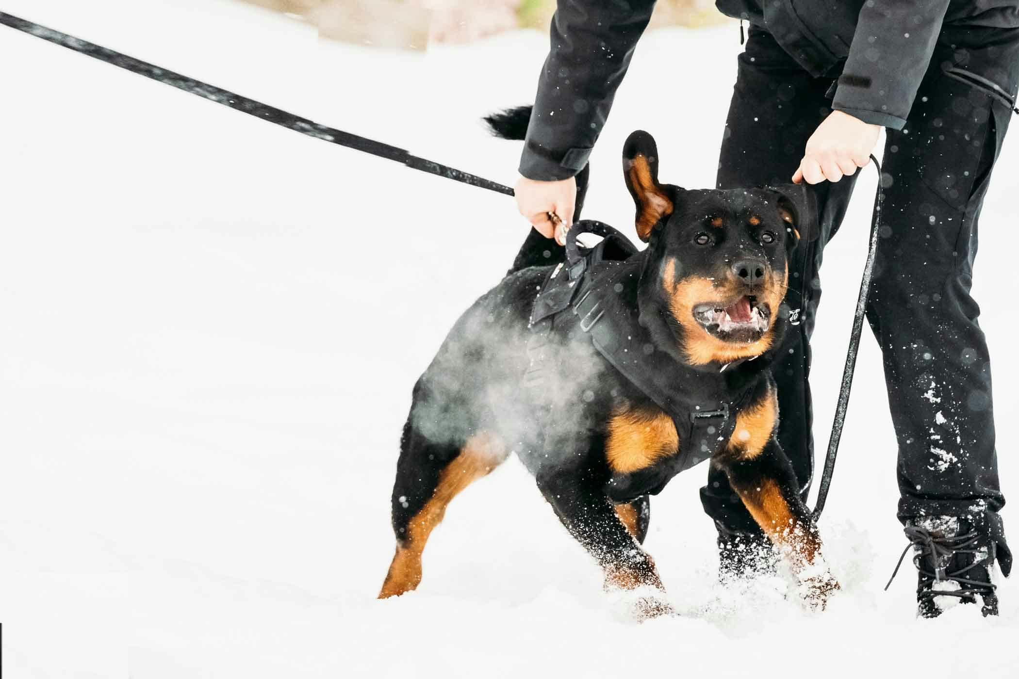 Train Your Dog to Not Attack Strangers 