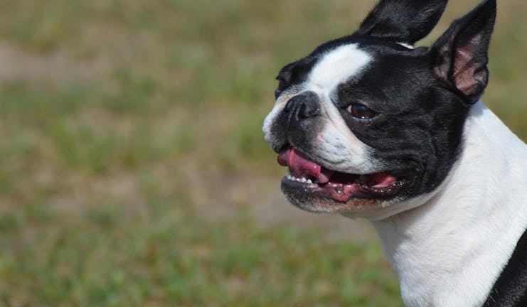 How to Train Your Boston Terrier Dog to Not Bark