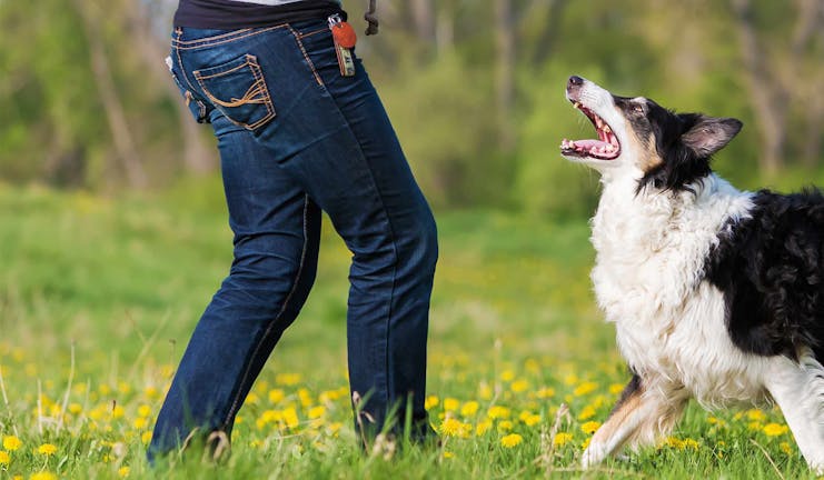 How to Train Your Collie Dog to Not Bark