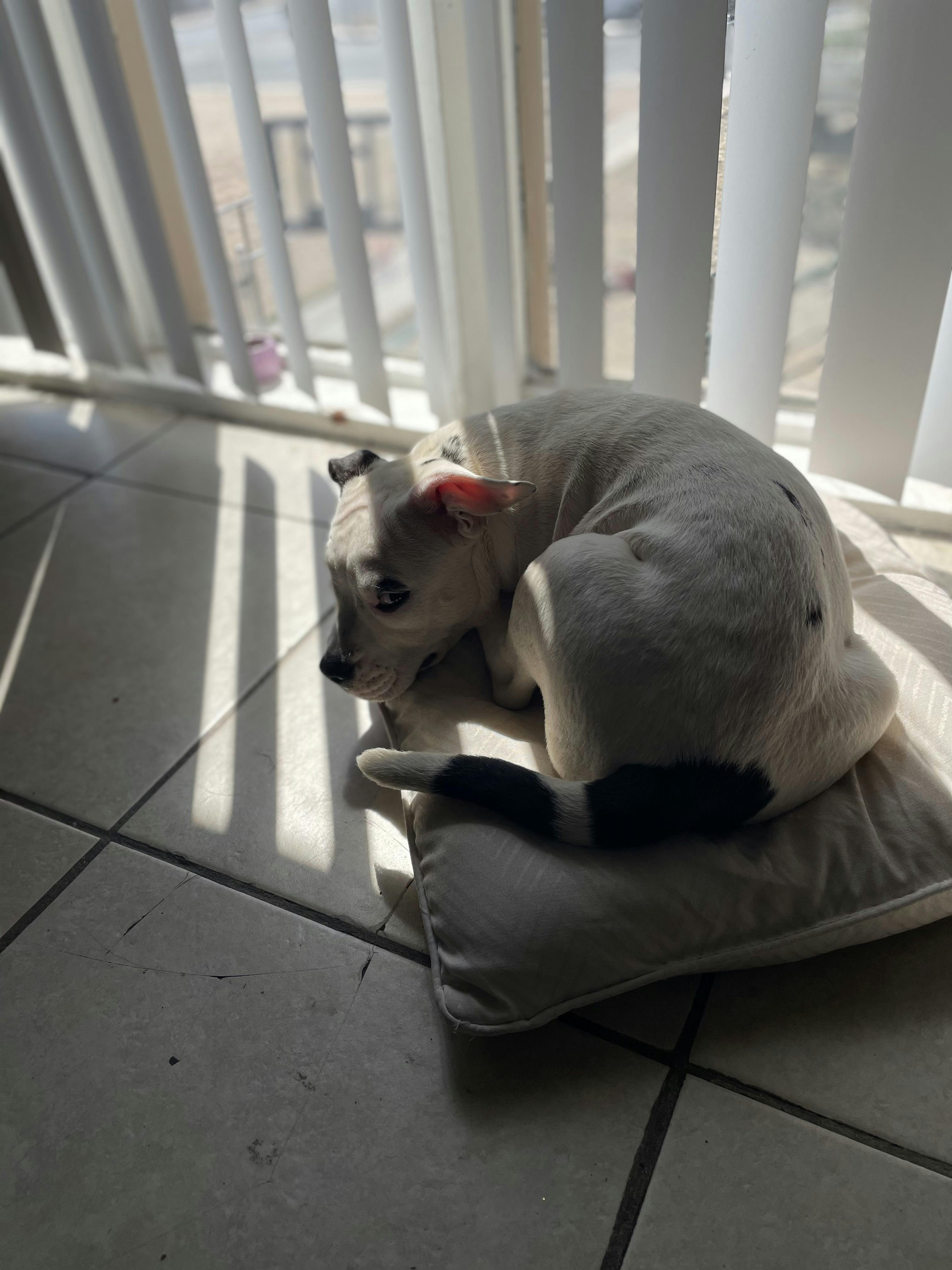 How Do I Train My Dog Not To Bark And Whine