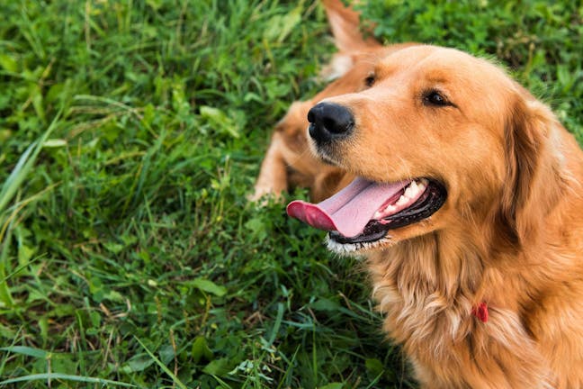 How to Train Your Golden Retriever Dog to Not Bark at Bikers