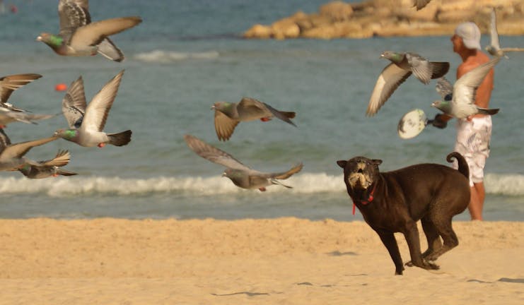 How to Train Your Dog to Not Bark at Birds