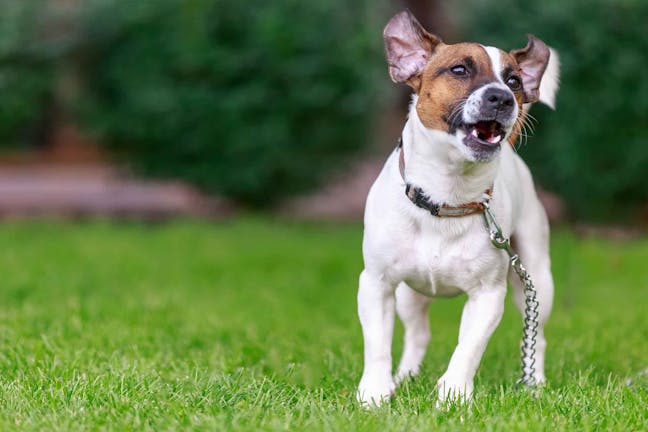 How to Train Your Dog to Not Bark at Neighbors