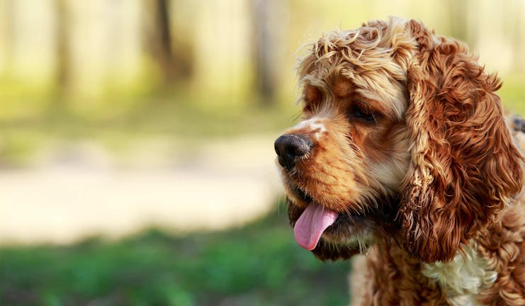 How to Train Your Cocker Spaniel Dog to Not Bark at the Mailman How to Train Your Cocker Spaniel Dog to Not Bark at the Mailman