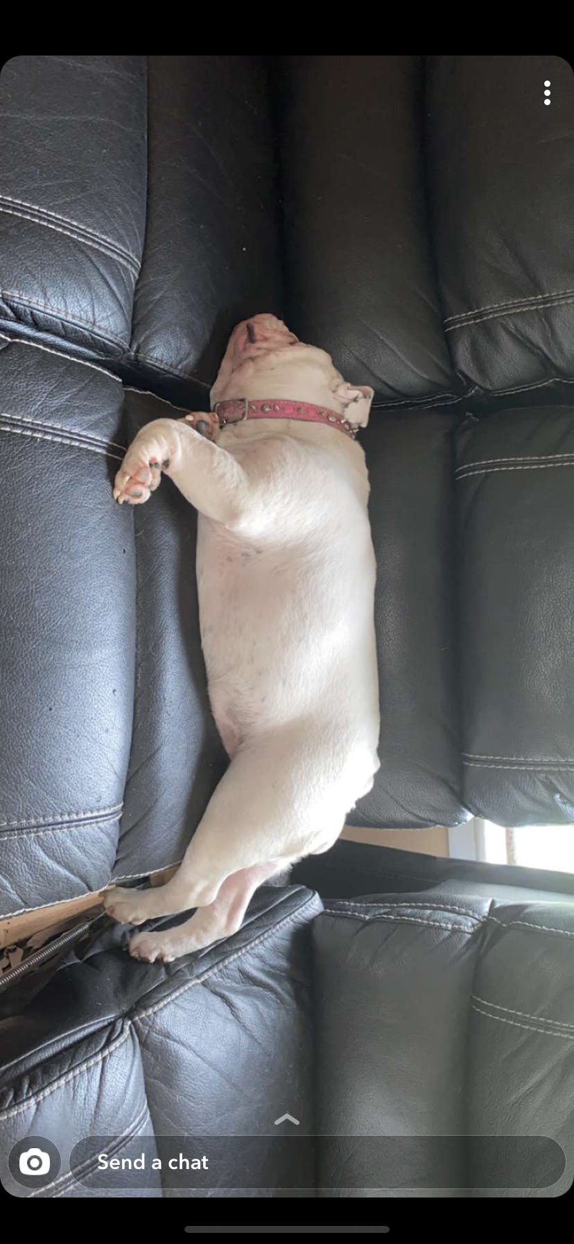 my dog barks early in the morning