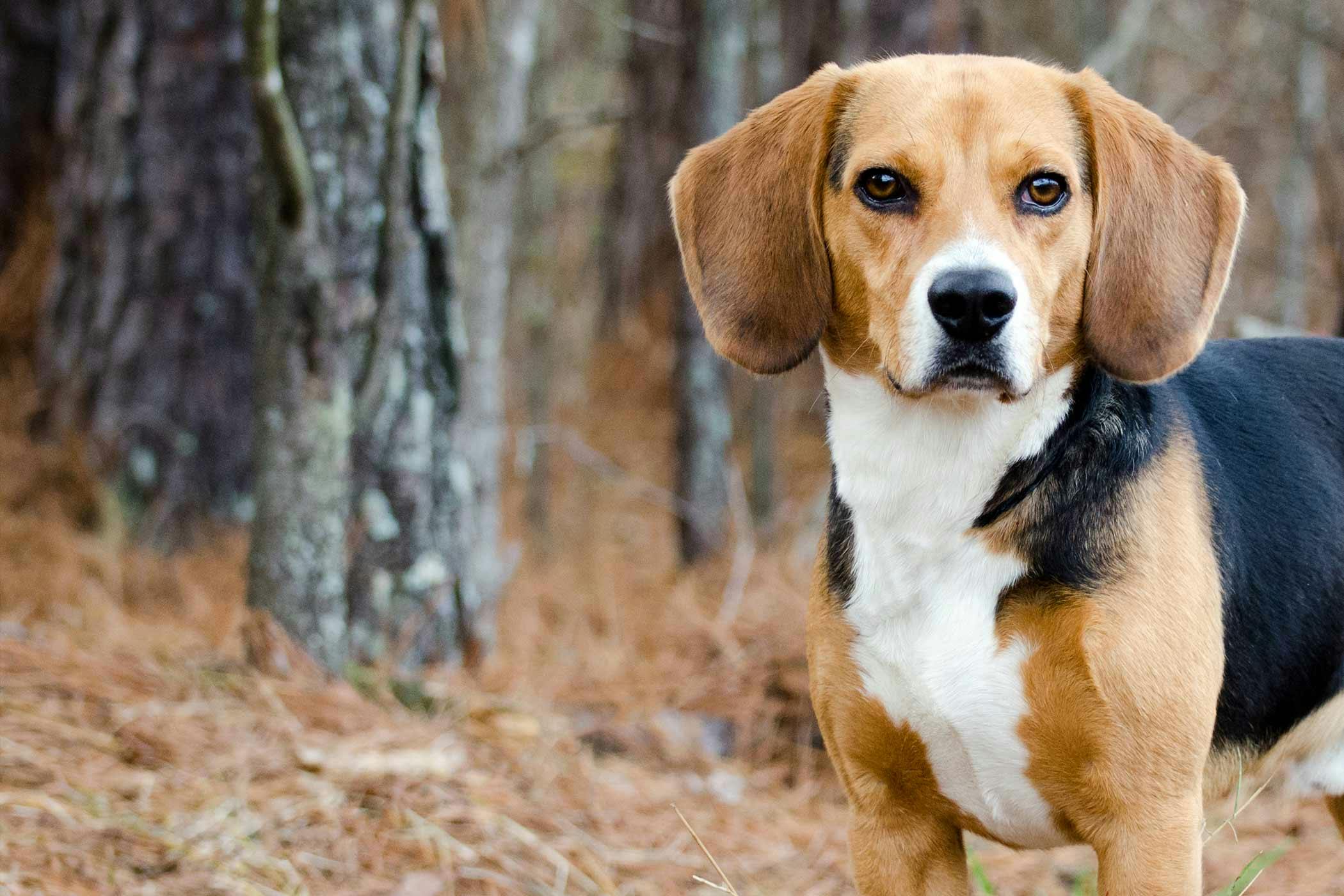 when does a beagle start barking?