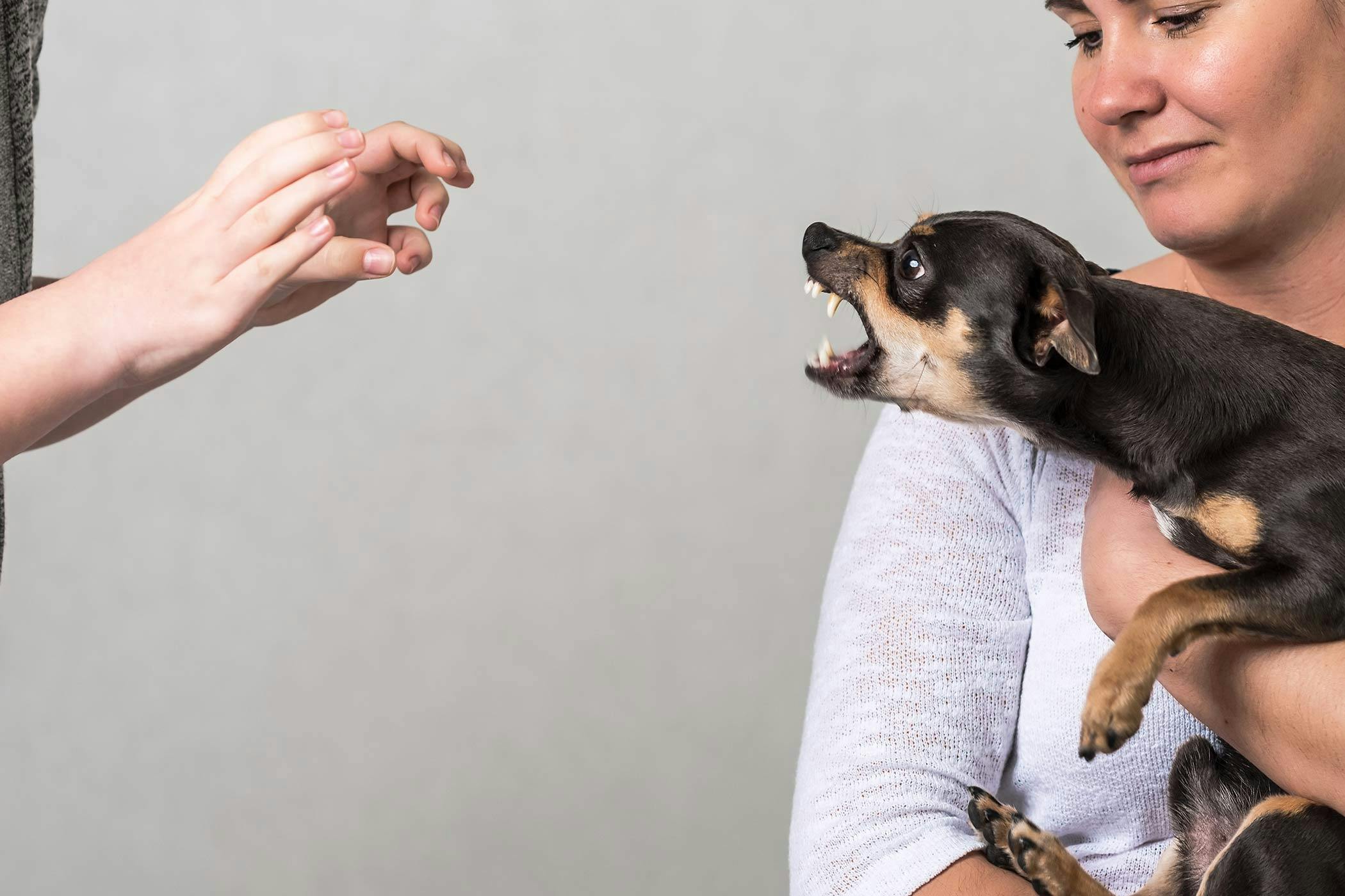 How To Train Your Chihuahua Dog To Not Be Aggressive Wag