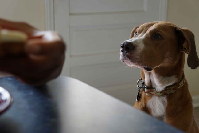 How to Train Your Dog to Not Beg at the Table