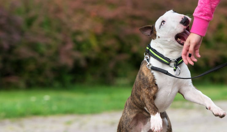 How to Train Your Bull Terrier Dog to Not Bite