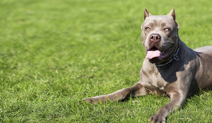 How to Train Your Cattle Dog to Not Bite