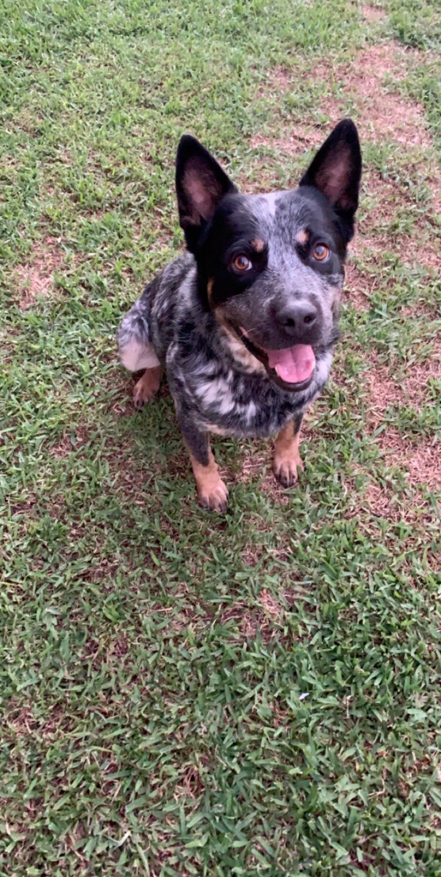 How To Train Your Cattle Dog To Not Bite Wag