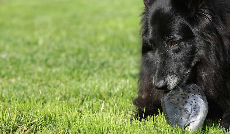 How to Train Your Dog to Not Bite Over Food How to Train Your Dog to Not Bite Over Food