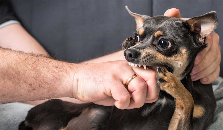 How to Train Your Small Dog to Not Bite Your Hands