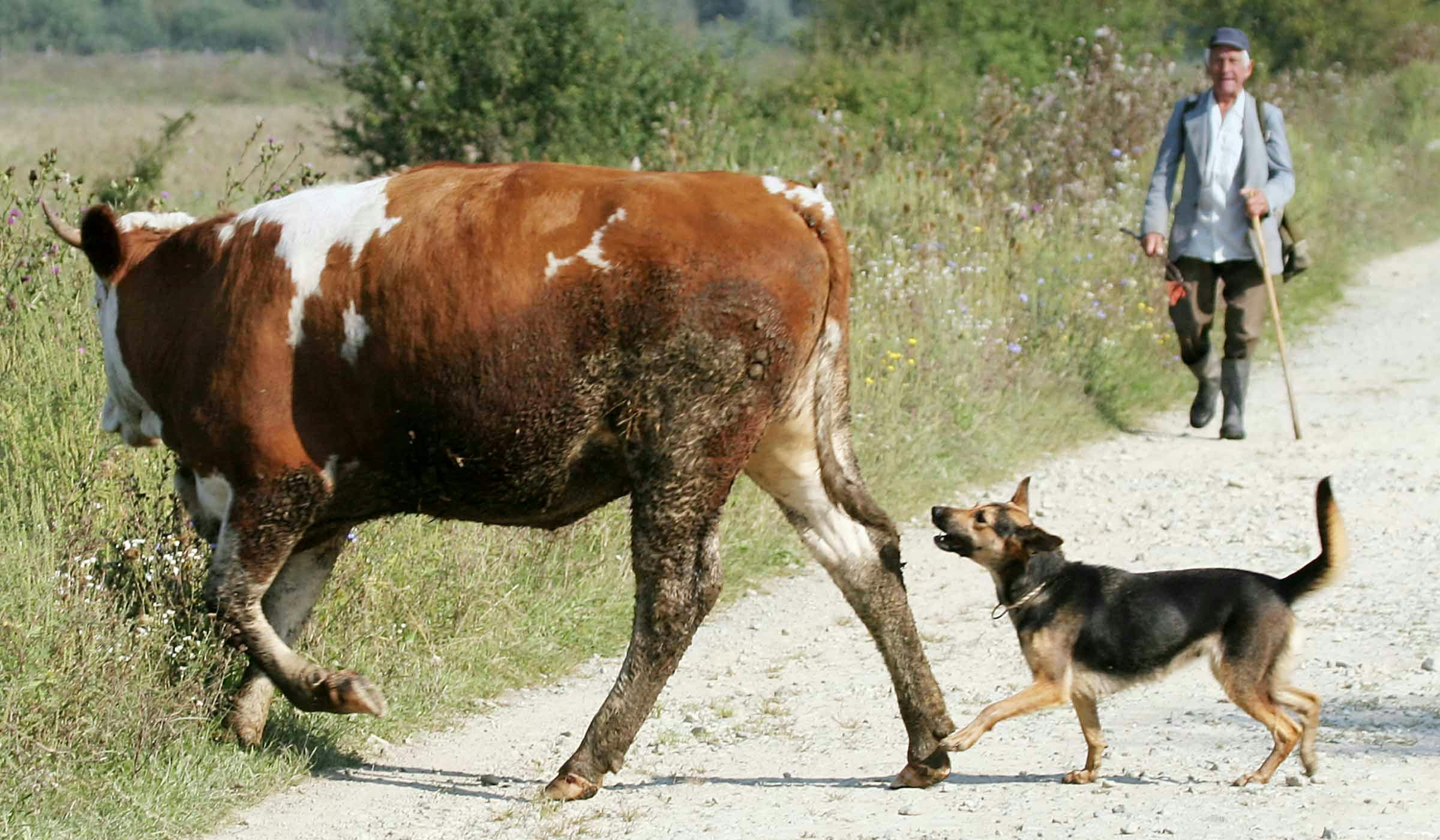 How to Train Your Dog to Not Chase Cows | Wag!